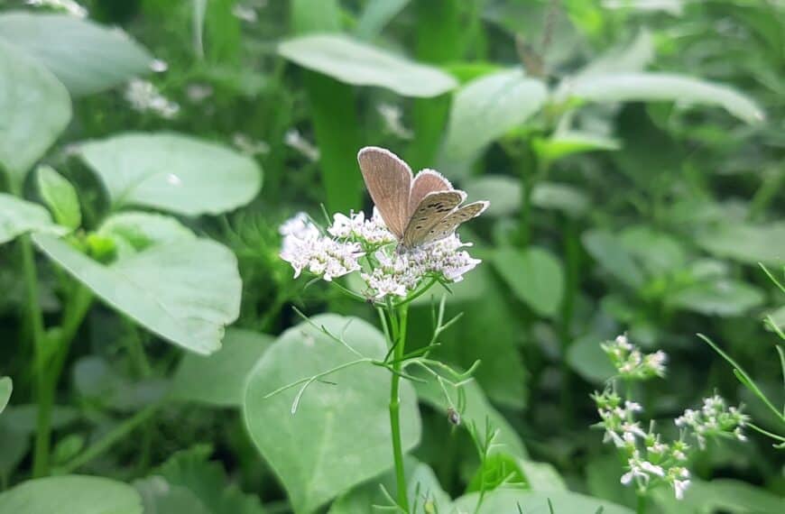 Unlocking the Power of Natural Language Processing