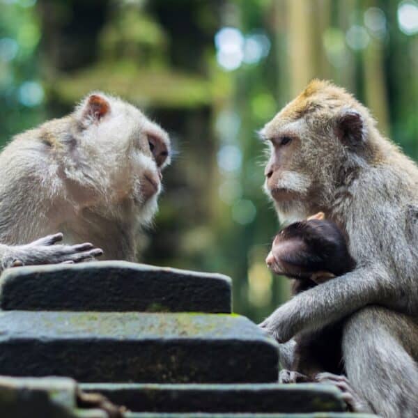 Improving Model Performance: A Guide to Model Evaluation