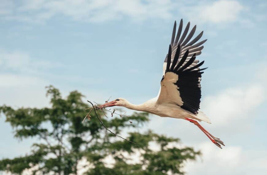 Beyond Human: Can We Experience the Metaverse as Animals or Other Creatures?