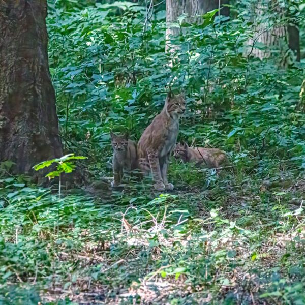 Erlebe die Zukunft mit Augmented Reality Deutsch
